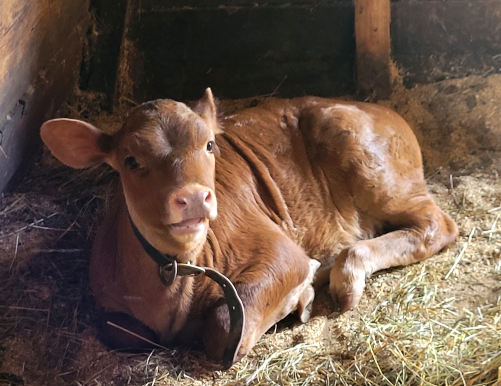Calf resting in barn at Ross Farm Museum in New Ross Nova Scotia historic farm animals family visit
